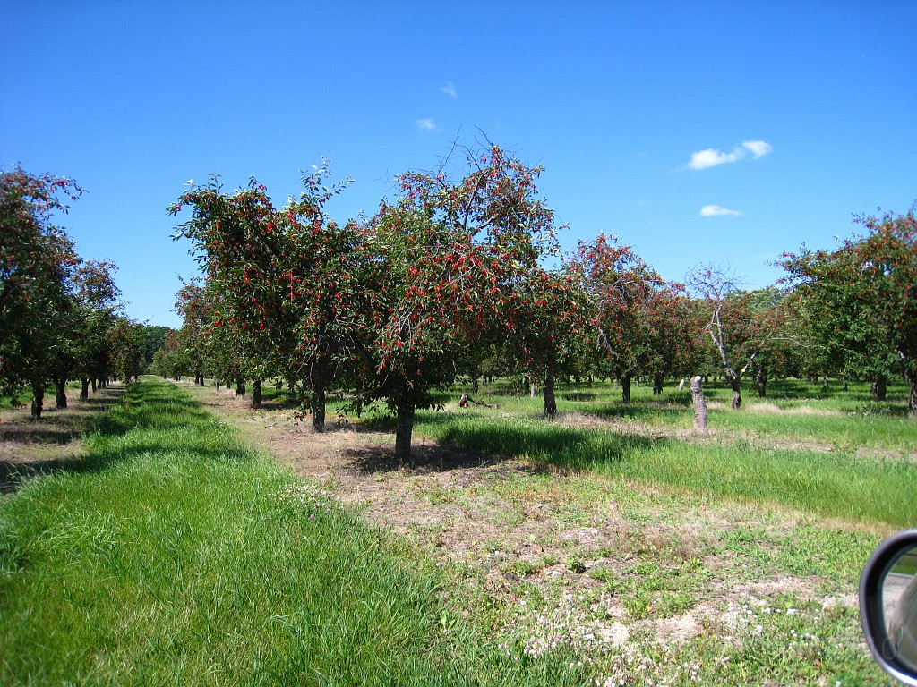 Michigan TC 2010-07 2090.jpg - The Michigan West Coast Tour of July 2010. From Luddington State Park to Traverse City for the Cherry Festival!